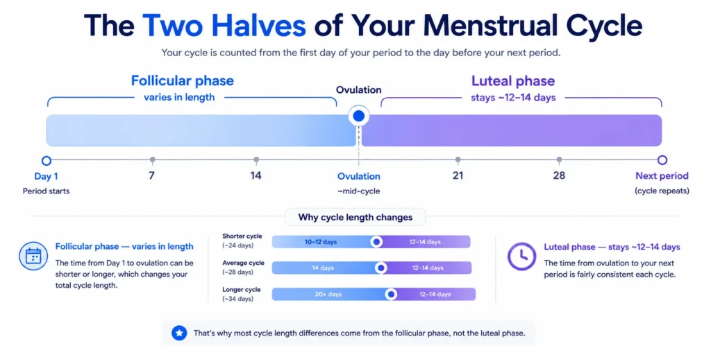 Diagram showing how the follicular phase changes menstrual cycle length while the luteal phase stays fixed
