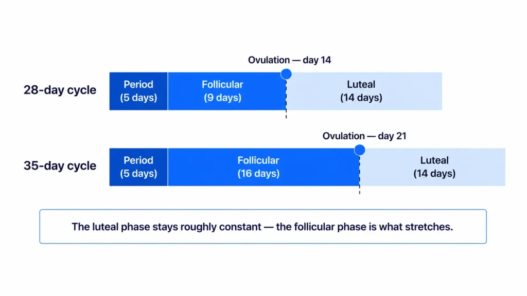 Chart comparing a 28-day and 35-day menstrual cycle, showing the luteal phase stays about 14 days
